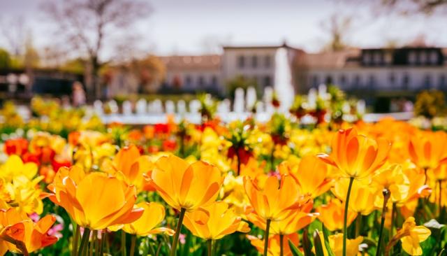 Gelbe Blumen vor der Kulisse der Parkanlage